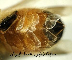 غدد مومي زنبورعسل